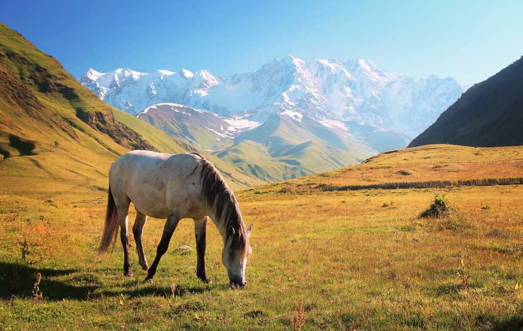 Horse riding tours in Racha Caucasus mountains